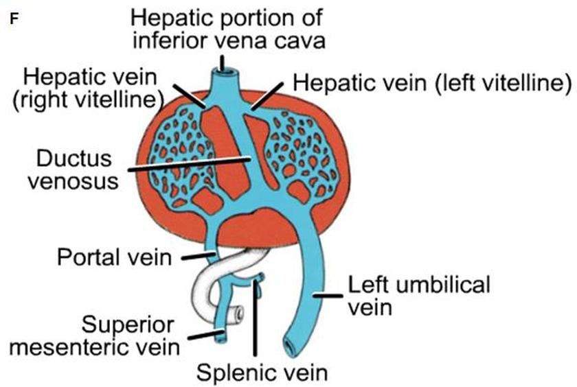 Formation of the Blood vessels (veins) - Cardiovascular System