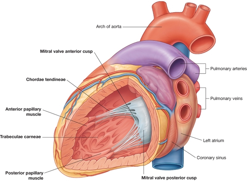 The Heart Cardiovascular System
