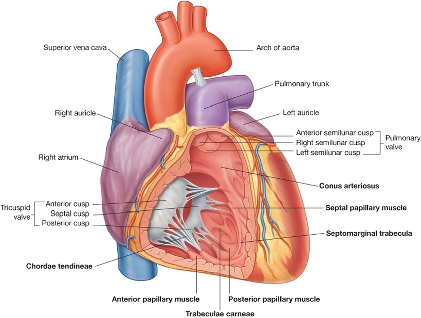 The Heart Cardiovascular System