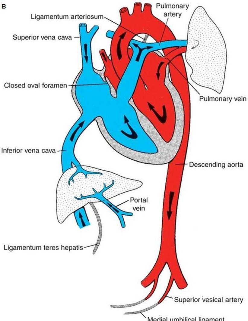 Fetal Circulation Schematic Diagram