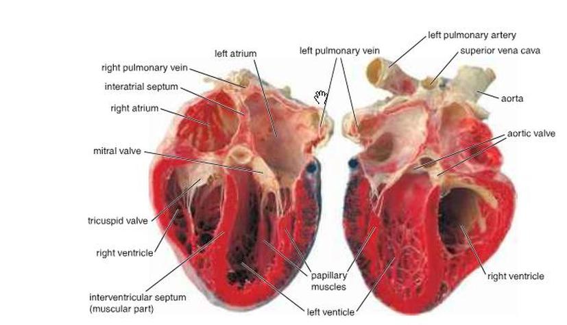 circulatory system of mice
